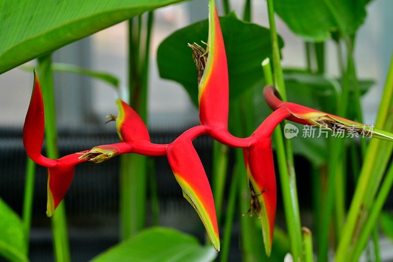 Heliconia /龙虾爪/巨嘴鸟峰